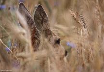 19 Ricke in Gerste bei Ober-Orke